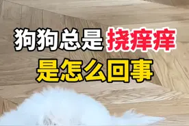 狗狗身上总是挠痒痒是怎么回事 #狗狗挠痒痒 #狗狗螨虫 #比熊视频封面