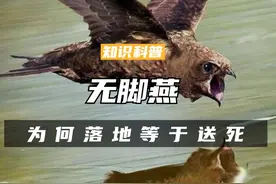 边飞边睡的无脚燕，为何落地几乎等于送死？它们如何繁衍后代呢（一）#科普 #涨知识 #燕子 #鸟 #动物视频封面