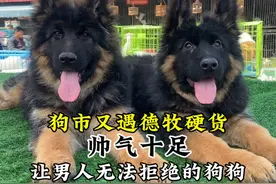 长成这样的德牧，哪个男人看了能拒绝啊，帅气的不得了！真漂亮！