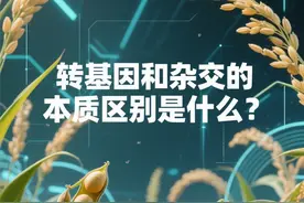 转基因农产品和杂交农产品本质区别是什么？#转基因 #杂交水稻 #食品安全