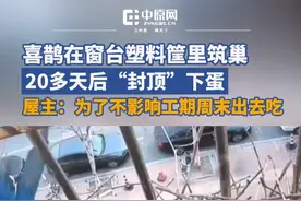 4月14日，山东烟台。2只喜鹊在窗台花了20多天筑巢下蛋，封顶后还叼来羽毛枯草“铺床”。屋主称窗台的塑料筐原本是盛菜的，没想到2只喜鹊在这筑巢了，孩子很喜欢就用监控全程记录了下来。视频封面