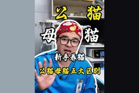 新手养猫，公猫喝母猫的五大区别 #猫咪 #绝育 #科学养宠攻略 #新手养猫 #猫咪绝育