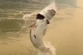 鲟鱼取出鱼籽后会存活吗 #科普视频封面