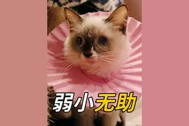 照顾一只残疾小猫有多难？一天要洗5次屁屁 #猫咪 #萌宠