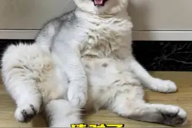 猫咪学“土拨鼠”和“葛优躺”太像了，笑死我了😂 #猫咪 #萌宠出道计划 #戏精猫