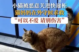 6月11日，吉林长春。小猫恶意被关进快递柜，猫妈妈在外守候求救。“可以不爱，请别伤害。”#可以不爱请不要伤害 #小动物视频封面