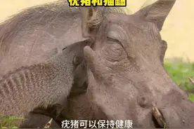 疣猪找了一个小帮手猫鼬来清除身上的寄生虫#疣猪 #猫鼬 #动物