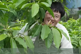 正是夏天栽种的黄角兰，如何养护开爆花？ #爱生活爱养花 #花卉绿植 #黄葛兰 #青dou计划 #海蒂的花园 @抖音短视频