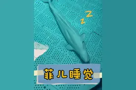 #白鲸 是怎么睡觉的 ？#涨知识 #海洋生物视频封面