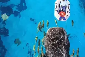 鲸鲨：我是一日三餐乖乖吃饭的好宝宝~#鲸鲨 #涨知识 #萌宠出道计划