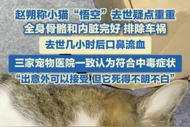 5月4日，博主赵朔发布了一条长达42分钟的视频，公布其小猫“悟空”去世前后细节。赵朔称“悟空”去世疑点重重：“出意外可以接受，但它死得不明不白。”#悟空 #赵朔视频封面