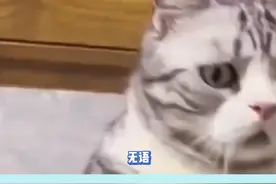 土拨鼠不能养这件事请谨记 #深度 #哪吒之魔童闹海 #土拨鼠 #上海视频封面