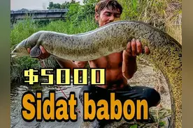 国外小伙抓巨型河鳗，十多斤的淡水鳗鱼真不便宜，一斤300多块视频封面