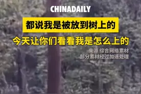 近日，大熊猫爬树的视频引发网友热烈关注。大熊猫爬树时摇头摆尾，十分可爱。网友纷纷表示，原来大熊猫不是被放到树上的。