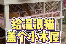 花几百块给流浪猫做一个木质的猫窝#流浪猫 #猫窝制作 #关爱流浪猫