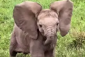 小象宝宝 一出生就有两百斤的象宝宝原来这么调皮可爱#大象 #野生动物零距离 #动物世界