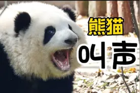大熊猫叫声如此炸裂！咩咩汪汪嗯嗯嘤嘤…你听过大熊猫的叫声吗？视频封面