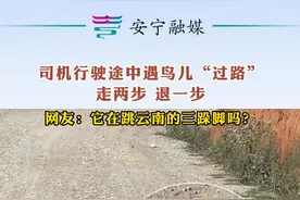 司机行驶途中遇鸟儿“过路”，走两步，退一步。网友：它在跳云南的三跺脚吗？#云南 #神奇动物 #我家云南美视频封面