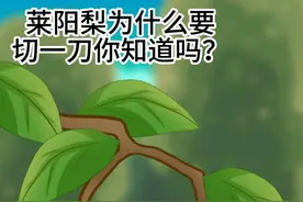 你知道莱阳梨为什么要切一刀吗？#动画 #动画小故事 #科普一下 #知识科普 #水果 #莱阳梨 #大数据推荐给有需要的人