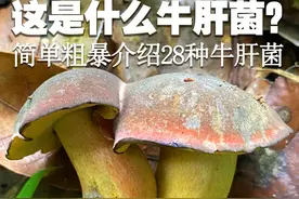 简单粗暴介绍28种牛肝菌 简单粗暴介绍28种牛肝菌#萌知计划 #科普 #野生菌 #采蘑菇 #毒蘑菇