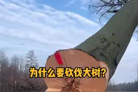 为什么要砍伐大树？ #科普  #解压  #伐木工  #砍树  #冷知识