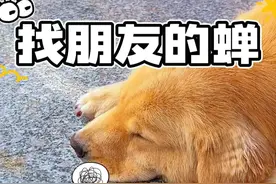 狗：我吃的是知了不是蝉 #搞笑动物配音 #看一次笑一次 #内容搜索启发