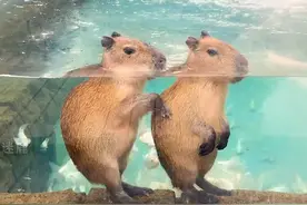 新晋萌宠-卡皮巴拉：活着顺其自然，死了一切释然视频封面