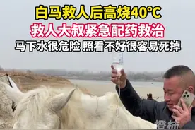 白马救人后高烧40℃，救人大叔紧急配药救治：白马下水后很危险的，照看不好很容易死掉。视频封面