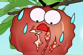 石榴炸开花怎么回事 #有趣的知识又增长了 #奇妙知识在抖音视频封面