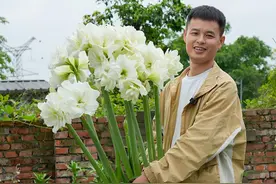 爆花、爆崽、叶子短！一盆阿弗雷爆花50+ #阿弗雷 #朱顶红 #种植小技巧 #海妈 #海蒂的花园 @抖音短视频