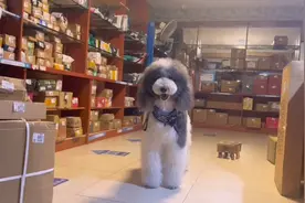 跑腿小狗，听取件码就能取快递#双十一 #萌宠视频封面