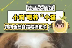 世界破破烂烂，小狗缝缝补补! #小狗 #治愈 #猫咪视频封面