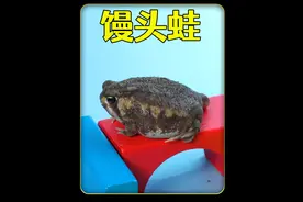 耗时60天，饲养在网上买的三只馒头蛙，能养活吗？ #爬宠 #青蛙视频封面