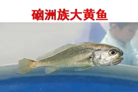 广州渔业博览会，只看鱼，不购物 2024年9月27日视频封面