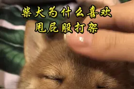 柴犬为什么喜欢甩屁股打架 #柴犬 #萌宠 #宠物