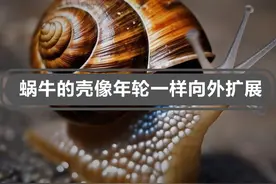 为什么蜗牛壳会跟着蜗牛一起长大呢？和树的年轮差不多#知识科普 #蜗牛 #科普一下 #每天跟我涨知识