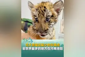 比大熊猫还稀少的华南虎，全世界最多的地方在河南洛阳，现存有数量全国第一、世界第一。#华南虎 #呆萌小老虎 #河南洛阳视频封面