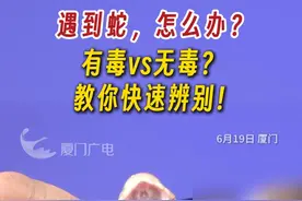 遇到蛇，怎么办？有毒vs无毒？教你快速辨别！（编辑/珏婧）#蛇  #厦门  #蛇出没视频封面