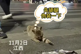 这太可爱了吧！猫咪偷鱼鬼鬼祟祟，假动作不断。#动物的迷惑行为#猫咪#帮忙看一下这猫正经不#路人视角视频封面