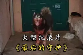 它知道这是它最后一次守护它的妈妈，所以它付出了全力。视频封面