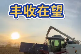 秋收已经过半，北大荒这片沃野处处是“丰”景，远方的朋友们有机 会可以过来感受一下。又要变天了，抓紧时间抢收，赶紧颗粒归仓，蔬菜瓜果也要抓紧时间囤起来！#丰收的季节 #乡村守护人 #梦儿在北大荒
