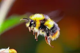 熊蜂为什么喜欢捏自己的屁屁 #动物科普 #动物世界 #搞笑科普