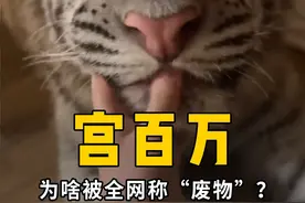 全网最“费雾”的老虎宫百万，如何一步步沦为全网笑柄？ #宫百万 #动物的迷惑行为 #萌宠视频封面