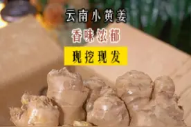 来自云南高山的小黄姜，姜味十足，无论是煲汤还是炒菜都很不错，也可以用来泡茶喝！#云南小黄姜  #现挖现发  #小黄姜  #优质农产品  #生姜
