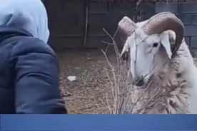 一头羊准备顶击主人，被主人“一招制敌”。#动物的迷惑行为视频封面