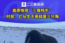 #高原惊现“三角牦牛” ，村民：它从生下来就是三只角#神奇动物在抖音 #难得一见的画面