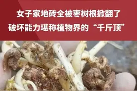 枣树千万别种房子附近，女子家地砖全被枣树根掀翻了