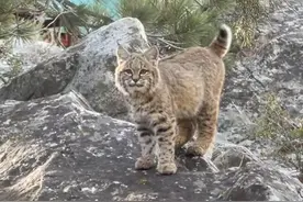 山猫的体型巨大，但是尾巴却很小！ #山猫 #猞猁 #科普 #涨知识视频封面