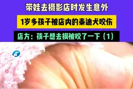 带娃去摄影店时发生意外，1岁多孩子被店内的泰迪犬咬伤，店方：孩子想去摸被咬了一下（1）视频封面
