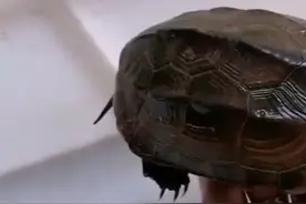 养龟在风水学里，有哪些意义？